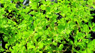 How to grow Sweet Marjoram from Seed