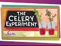 The Color Changing Celery Experiment