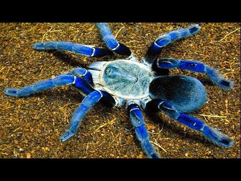 download lagu mp3 mp4 Top 10 Most Dangerous Spiders, download lagu Top 10 Most Dangerous Spiders gratis, unduh video klip Top 10 Most Dangerous Spiders