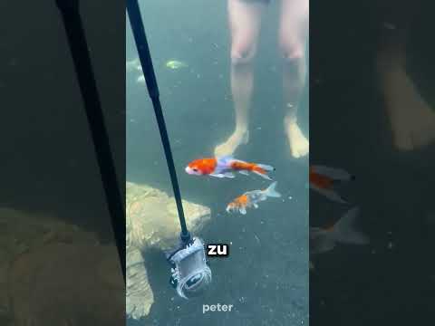 Die 100 Jahre alte Schildkröte im Teich 😮🐢