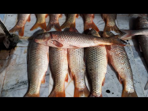 Caspian Sea Salmon Fish Cutting