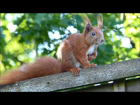 Eichhörnchen im Mai