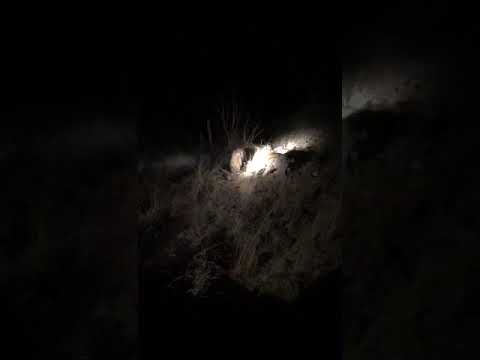 Night drive leopard chasing and catching a duiker