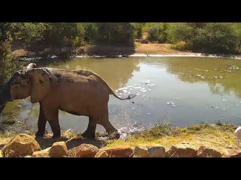 Kwa: Elephants drinking and playing - 13:40 - 06/07/19