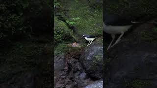 Download lagu SARANG KACER AIR meninting kecil mp3 Download lagu SARANG KACER AIR meninting kecil mp3