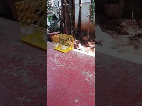 #cat #cat #animation #cute #sad #miaw #miawmiawtrend #videoviraltiktok #miawmiaw #kucingsedih