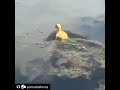LARGEMOUTH BASS EATS BABY DUCK