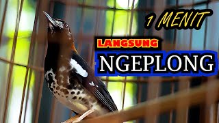 Download lagu ANIS KEMBANG NGEPLONG PAGI, PANCINGAN AMPUH NAIKKAN EMOSI AK DIAM LANGSUNG NGEPLONG mp3