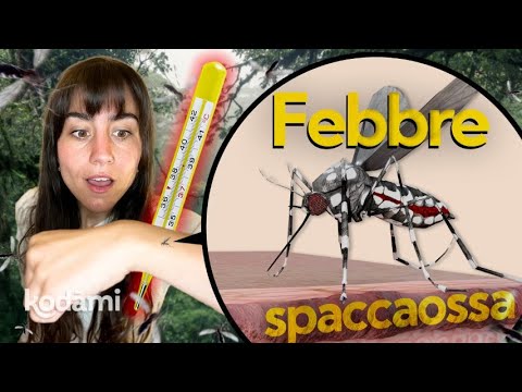 Dengue fever: The tiger mosquito threat and everything you need to know now.