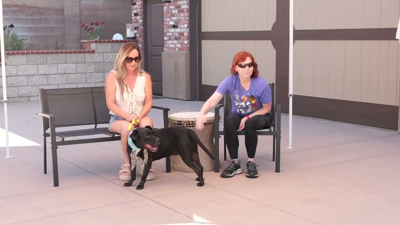 Chance (Courtesy Post) - Foster or Adopt Me!, a Adoptable mixed breed in Lake Forest, CA video 6/6