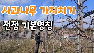 사과나무 가지치기 알기 쉬운 기본 수형