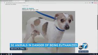 More than 50 animals at SEAACA in Downey at risk of being euthanized due to overcrowding