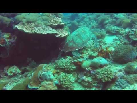 Diving in bali (Candidasa, tulamben, Lembongan)