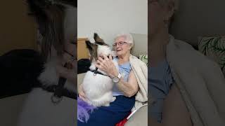 Cuddles with Grandma #aussiepup #adorable #love #beautiful #cute #kind #papillon