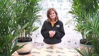 How to Care for a Bamboo Palm ENGLISH GARDENS