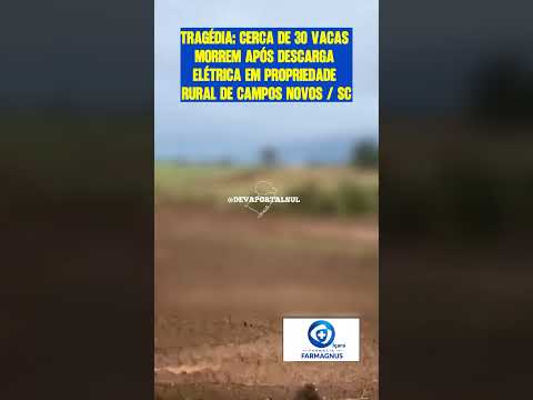 TRAGÉDIA NO CAMPO: CERCA DE 30 VACAS MORREM APÓS DESCARGA ELÉTRICA EM PROPRIEDADE RURAL DE SC