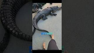 Download lagu Pawang buaya darat.🐊#buayadarat #buaya #shorts #viralvideo #youtubeshorts mp3 Download lagu Pawang buaya darat.🐊#buayadarat #buaya #shorts #viralvideo #youtubeshorts mp3