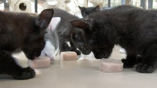 Popsicles For Your Cats