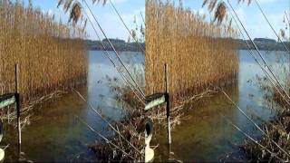 preview picture of video 'Lac de Morat [3D], Riviera fribourgeoise (Fujifilm Finepix Real 3D W3)'