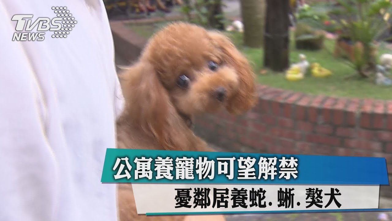 公寓養寵物可望解禁 憂鄰居養蛇、蜥、獒犬