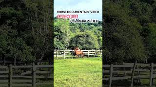 Download lagu Eps 16 | Natural Horse breeding Documenter #fyp #shorts #shortvideo #horse mp3