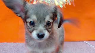 ハーフ犬の動画01