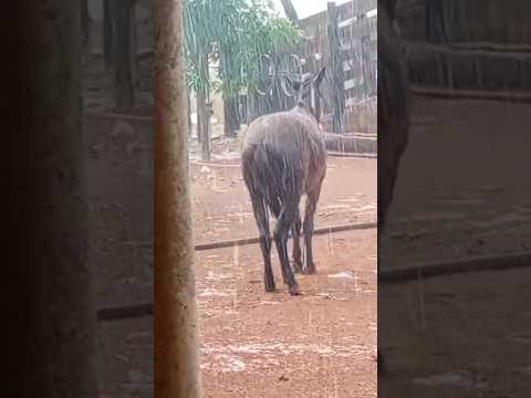 Chuva em João Dourado-BA 14/07/26