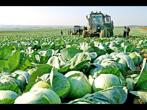 Awesome Cabbages Farming Agriculture Technology- Cabbages Cultivation  - Japan Cabbages Harvesting