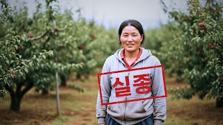 Download lagu 2001년, 영주 자두 과수원 여주인 실종... 6년간 아무도 파보지 않은 말라버린 나무 밑의 비밀 mp3