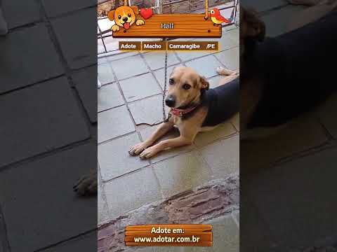 Vídeo de Half