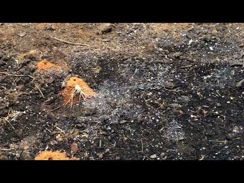 Carpenter Bees & Digger Bees Bug Homeowner in Lincroft, NJ