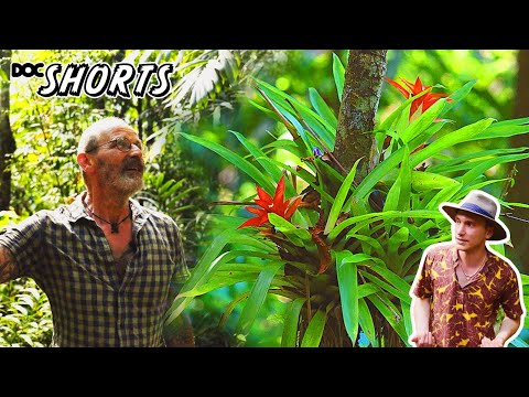 DOC SHORTS | Folge 41 - Im Land der Zimmerpflanzen: Bromelien