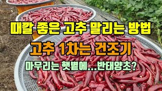고추농사 때깔 좋은 고추 말리는 방법 1차 근적외선 건조기 마무리는 햇볕에 바짝 말리면 맛도 좋고 고추색도 …