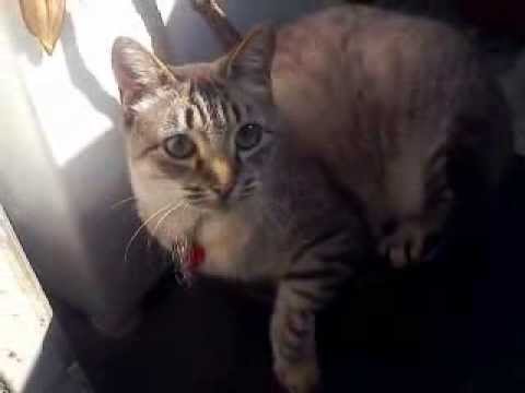 A Gata Dilma #10 - Te Mordo Maluco