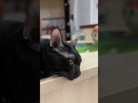 Lovey kuti#cat #catvideos