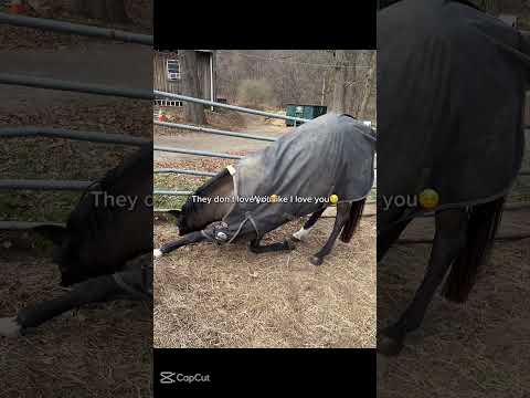 Wait #horse #synthmagic #equestrian #synthlove #music #snow #synthlover #winter #synthfam #pony