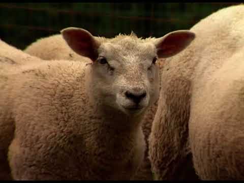 , title : 'Les fermes d'autrefois - le mouton'
