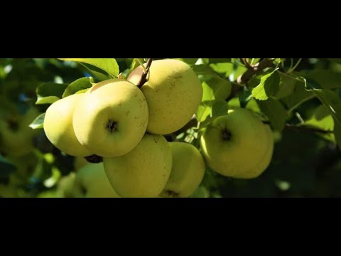 Każdy doskonale zna papierówki, jednak czy pamiętacie kosztele Niedoceniane, pyszne, na każdej wsi