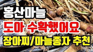 도아 수확했어요 크기가 커서 마늘장아찌용으로도 좋고 씨마늘용으로도 좋아요