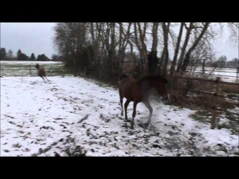 Video ZK Nadonna (Pogrom x Nashakana Kossack)