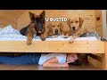 Playing Hide And Seek With My Dogs NEW HOUSE