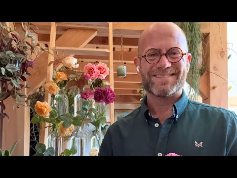 My best roses for growing in shade collection, fully revised for 2025 ￼