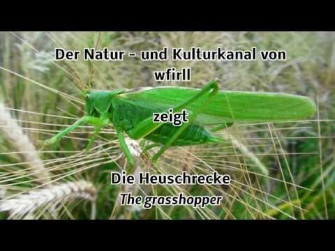 Die Heuschrecke / The grasshopper