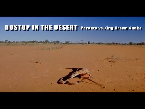 DUSTUP IN THE DESERT - 2.0m Perente vs 2.5m King Brown