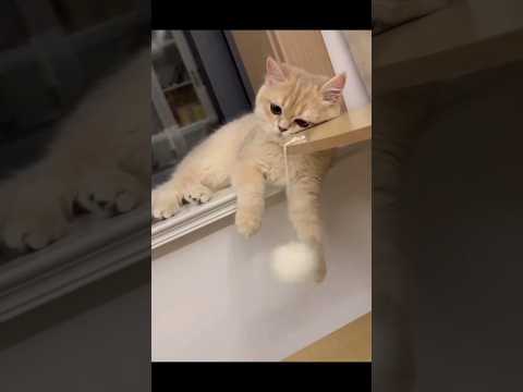 Funny cat video# funny animals# videos pets funny #funnycat #funnyanimals #cutecat #cats #funnypets