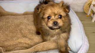 ハーフ犬の動画01