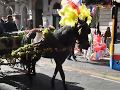 CATANIA HORSE FESTIVAL ITALY SICILY