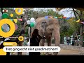 De 'eenzaamste olifant ter wereld' is niet meer alleen