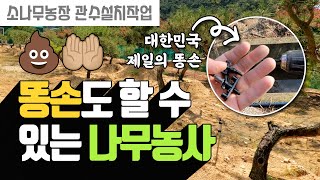 똥손도 할 수 있는 나무 물주기. 나무농사 관수방법 | 나무대장