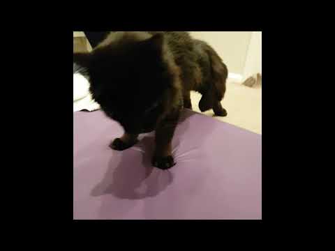 Peter the cat walks again after spinal clot paralysis